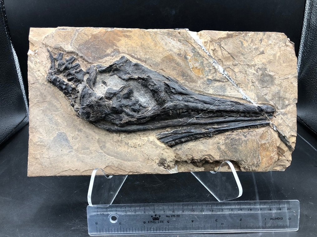 Fossil - Fossil matrix - Mixosaurus - 31 cm - 17 cm #2.1