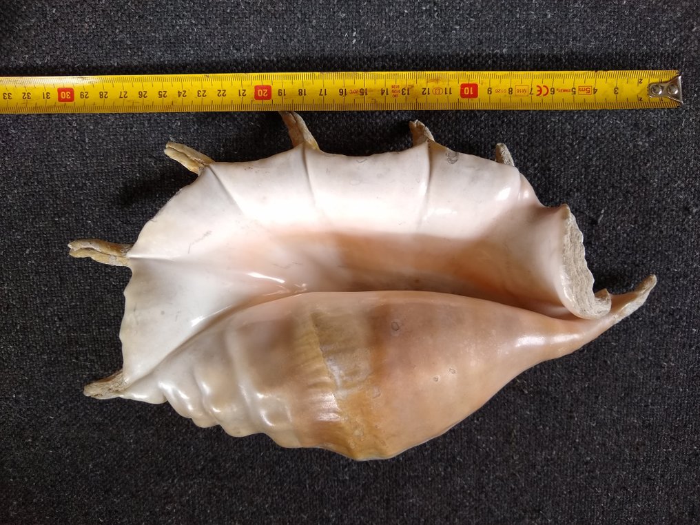 Mollusco gigante Conchiglia marina - Doopvont schelp, strombus gigas, Cassis cornuta en lambis scelp #2.2