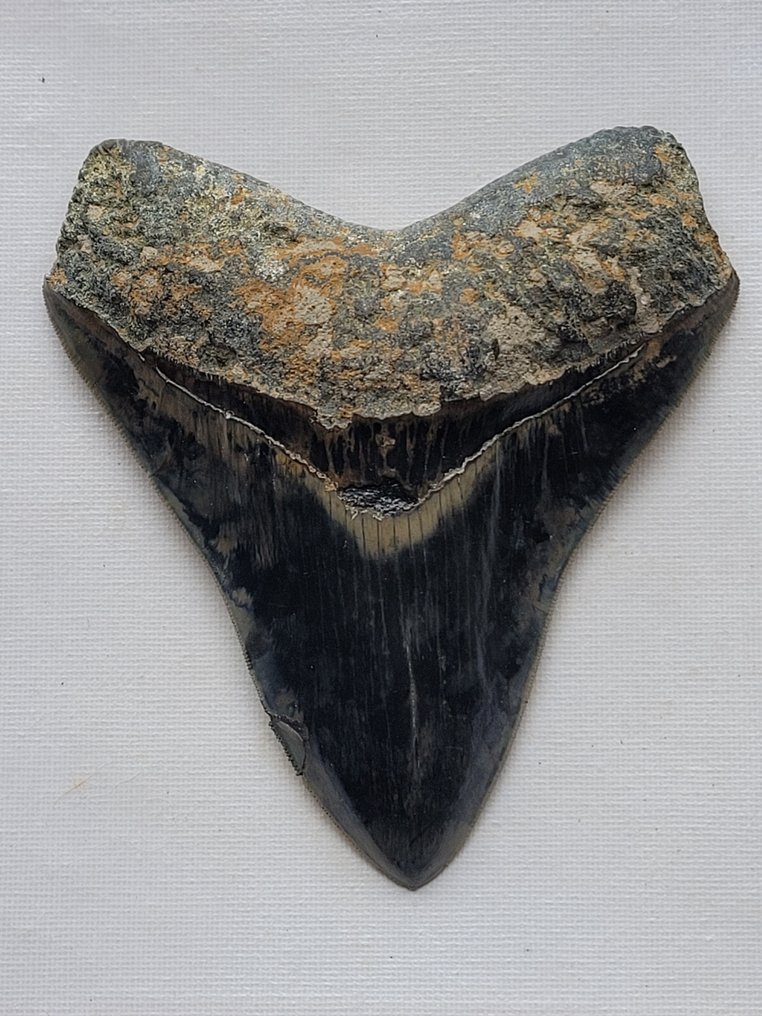 Megalodon - Dente fóssil - 13.2 cm - 11.4 cm #1.2