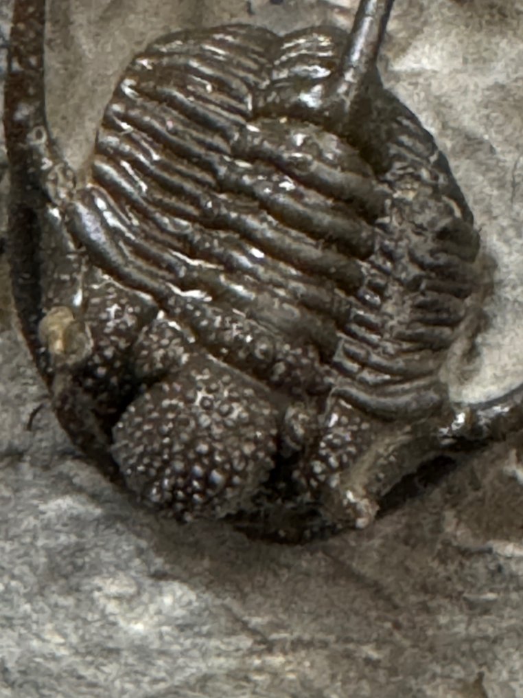Trilobiet - Gefossiliseerd dier - Trilobite - 9 cm - 9 cm #1.2