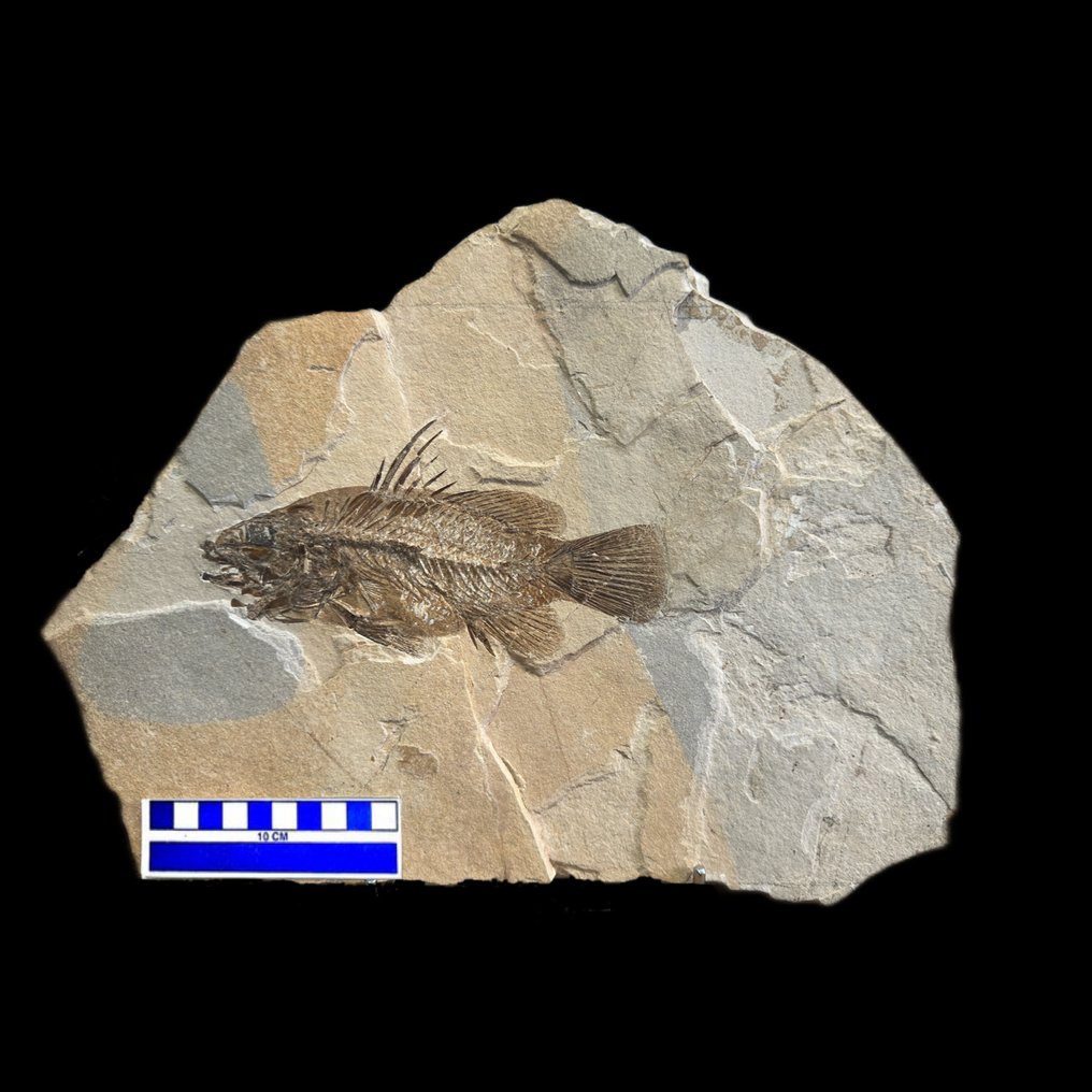 鱼 - 骨骼化石 - Eolates sp. - 39 cm - 29.5 cm #2.1