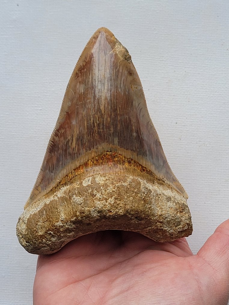 巨牙鯊 - 牙齒化石 - 11.1 cm - 8 cm #1.1