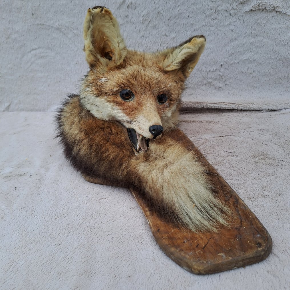 Red-Fox Support de tête pour taxidermie - Vulpes vukpes - big head - unique mount with his tail - - 43 cm - 24 cm - 23 cm #1.1