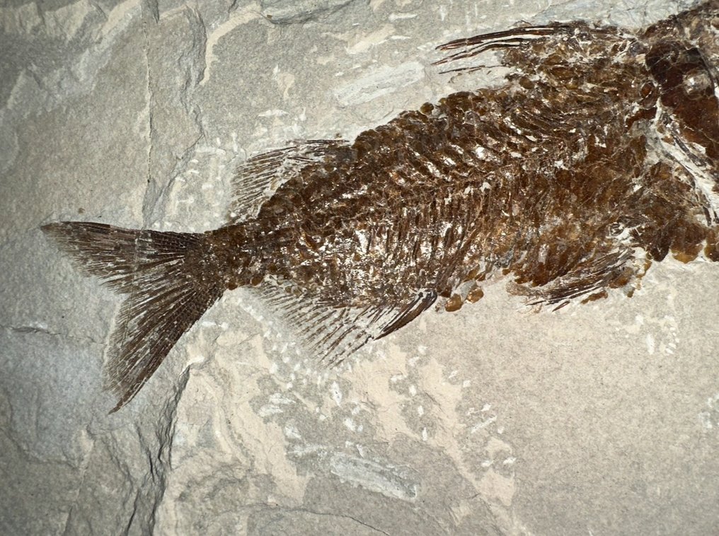 Fisk - Fossilt skelett - Berybolcensis leptacanthus (Agassiz) - 24 cm - 22 cm #2.2