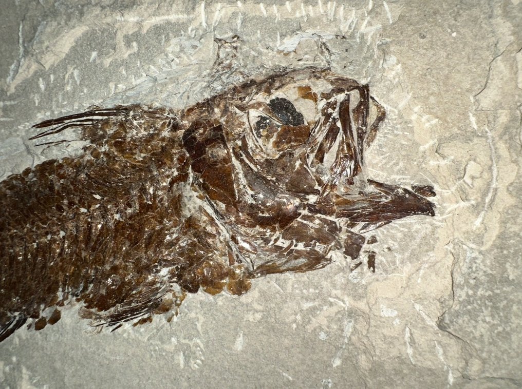 Fisk - Fossilt skelett - Berybolcensis leptacanthus (Agassiz) - 24 cm - 22 cm #2.1