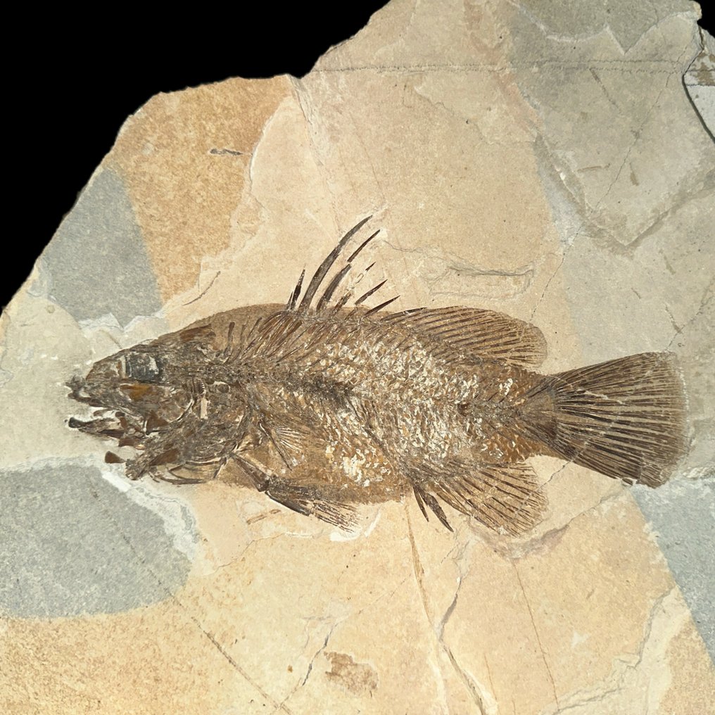 鱼 - 骨骼化石 - Eolates sp. - 39 cm - 29.5 cm #2.2