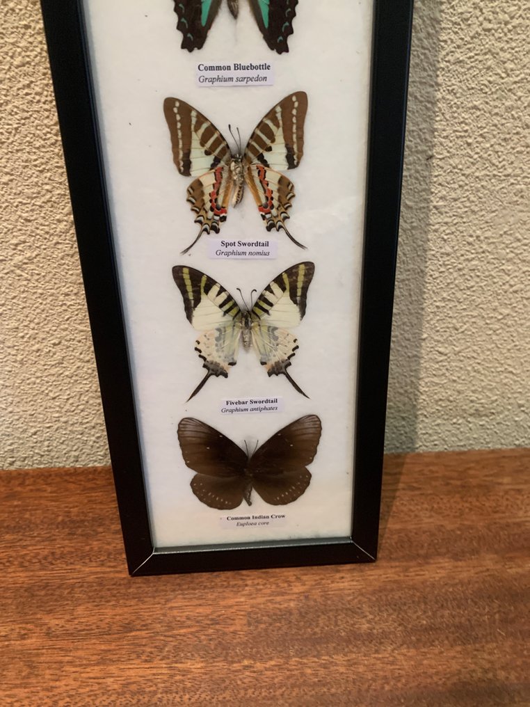 fjäril Taxidermi - helmontering - opgezette vlinder - 53 cm - 14 cm - 1.5 cm #2.1