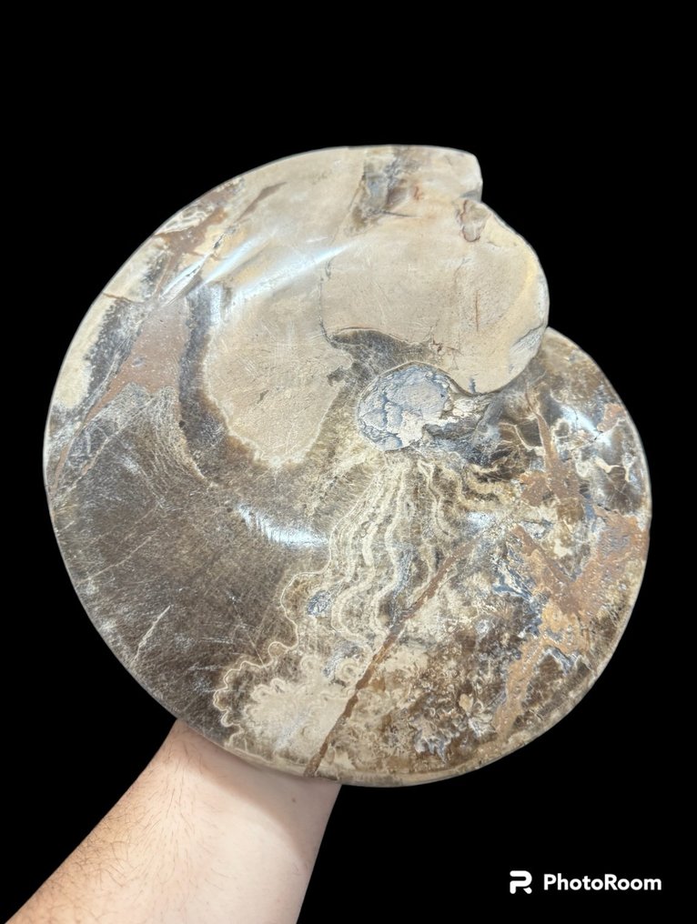 Ammonite - Animale fossilizzato - ammonite - 30 cm - 27.5 cm #1.1