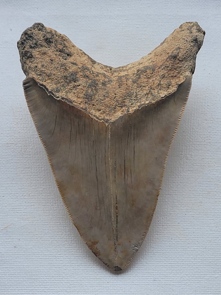巨牙鯊 - 牙齒化石 - 13 cm - 9 cm #1.2