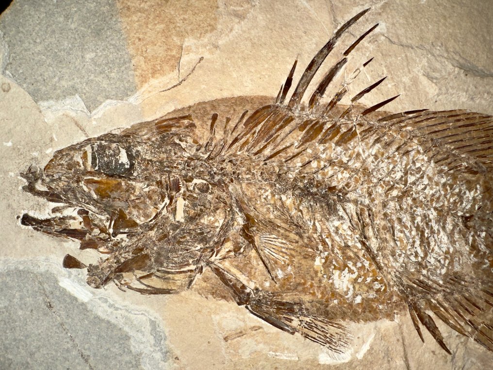 Fisk - Fossilt skelett - Eolates sp. - 39 cm - 29.5 cm #3.1