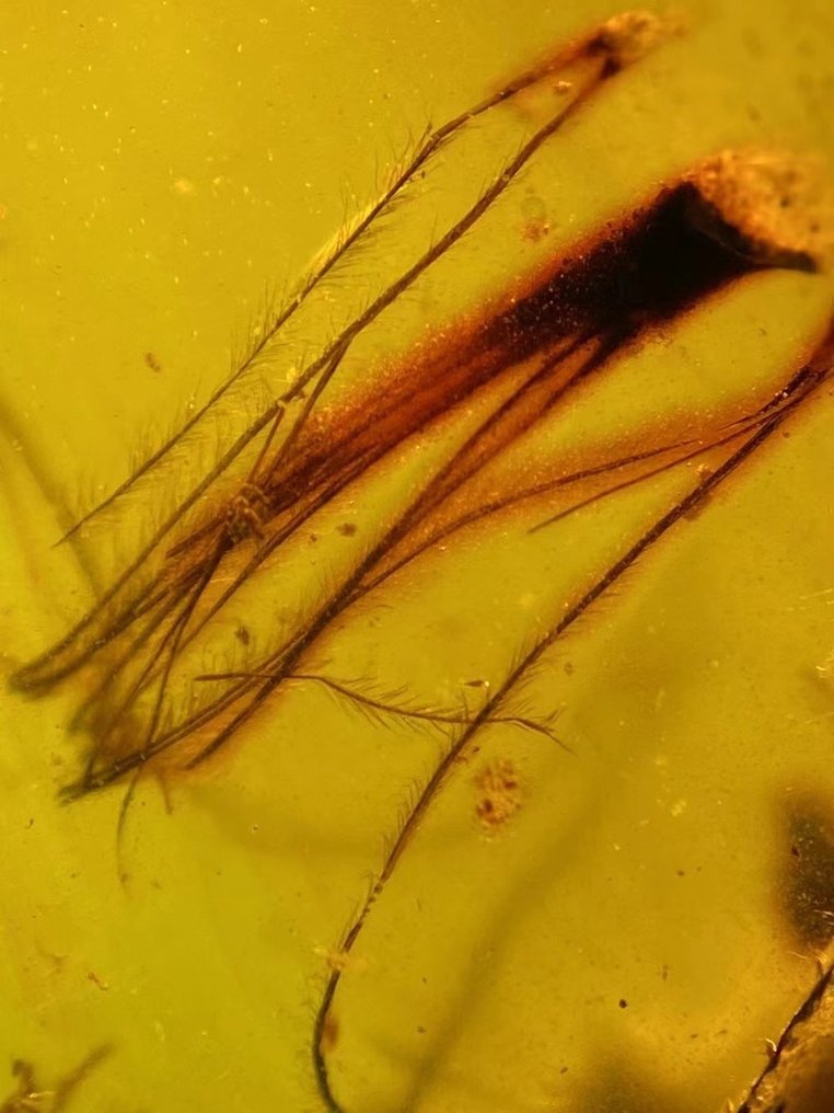 Κεχριμπάρι - feather in amber - 37 mm - 25 mm #1.2