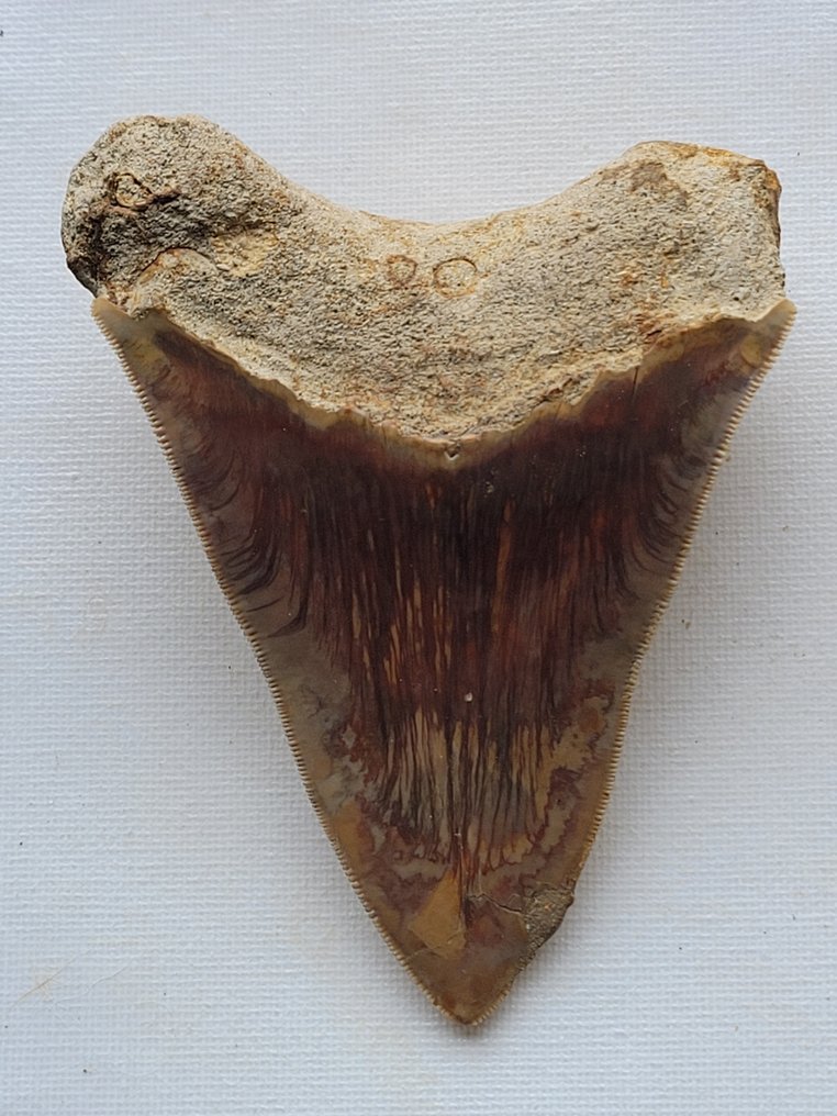 Megalodon - Skamieniały ząb - 11.1 cm - 8 cm #2.1