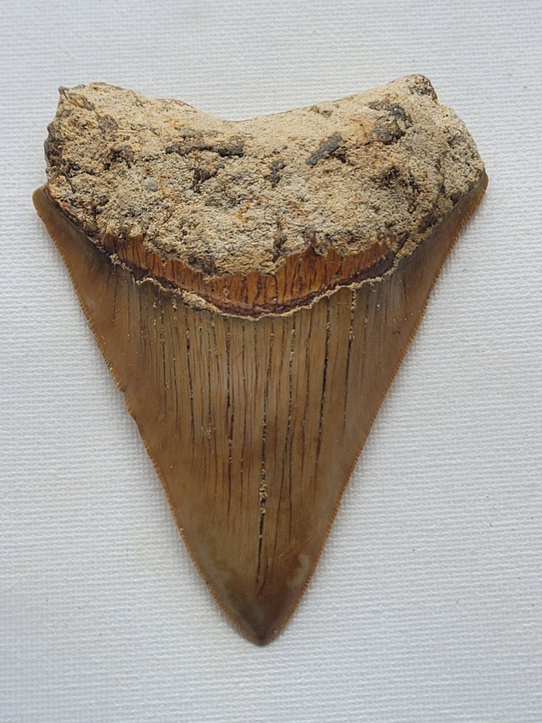Megalodon - Skamieniały ząb - 10.3 cm - 8 cm #1.1