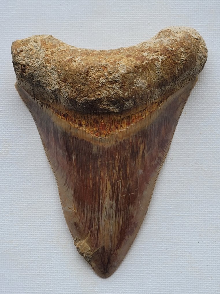 巨牙鯊 - 牙齒化石 - 11.1 cm - 8 cm #1.2