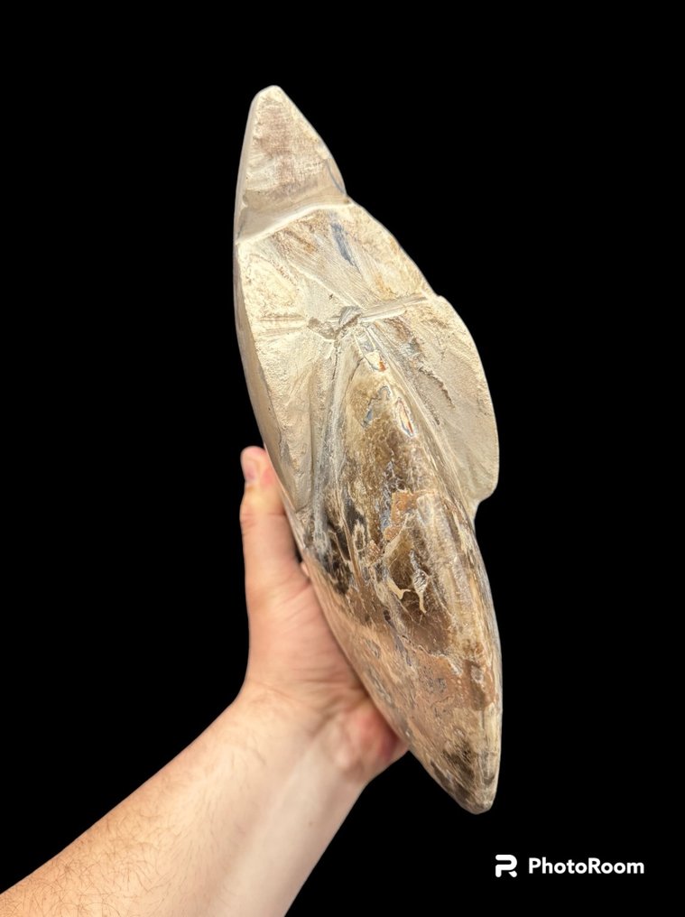 菊石亞綱 - 動物化石 - ammonite - 30 cm - 27.5 cm #1.2