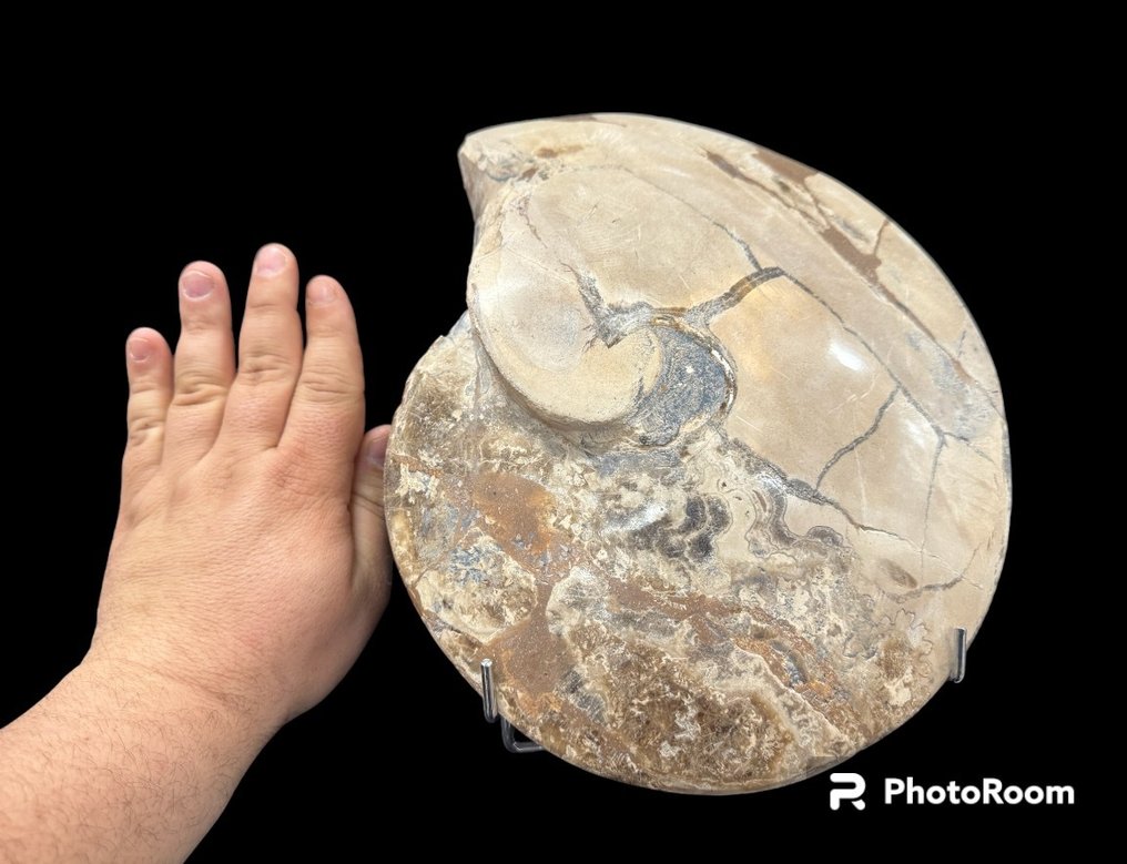 斑彩螺 - 动物化石 - ammonite - 30 cm - 27.5 cm #2.1