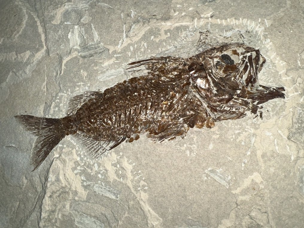 Fisk - Fossilt skelett - Berybolcensis leptacanthus (Agassiz) - 24 cm - 22 cm #1.1