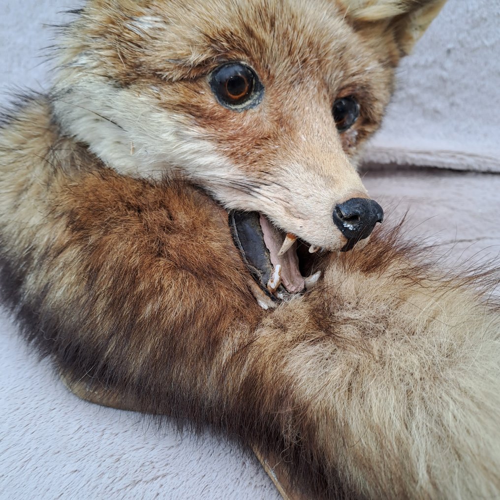Red-Fox Support de tête pour taxidermie - Vulpes vukpes - big head - unique mount with his tail - - 43 cm - 24 cm - 23 cm #1.2