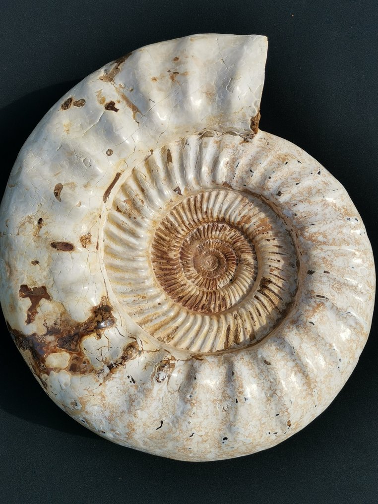 菊石 甲壳 - Jurassic (201.3 - 145 million years) - 36 cm - 30 cm - 12 cm #1.2