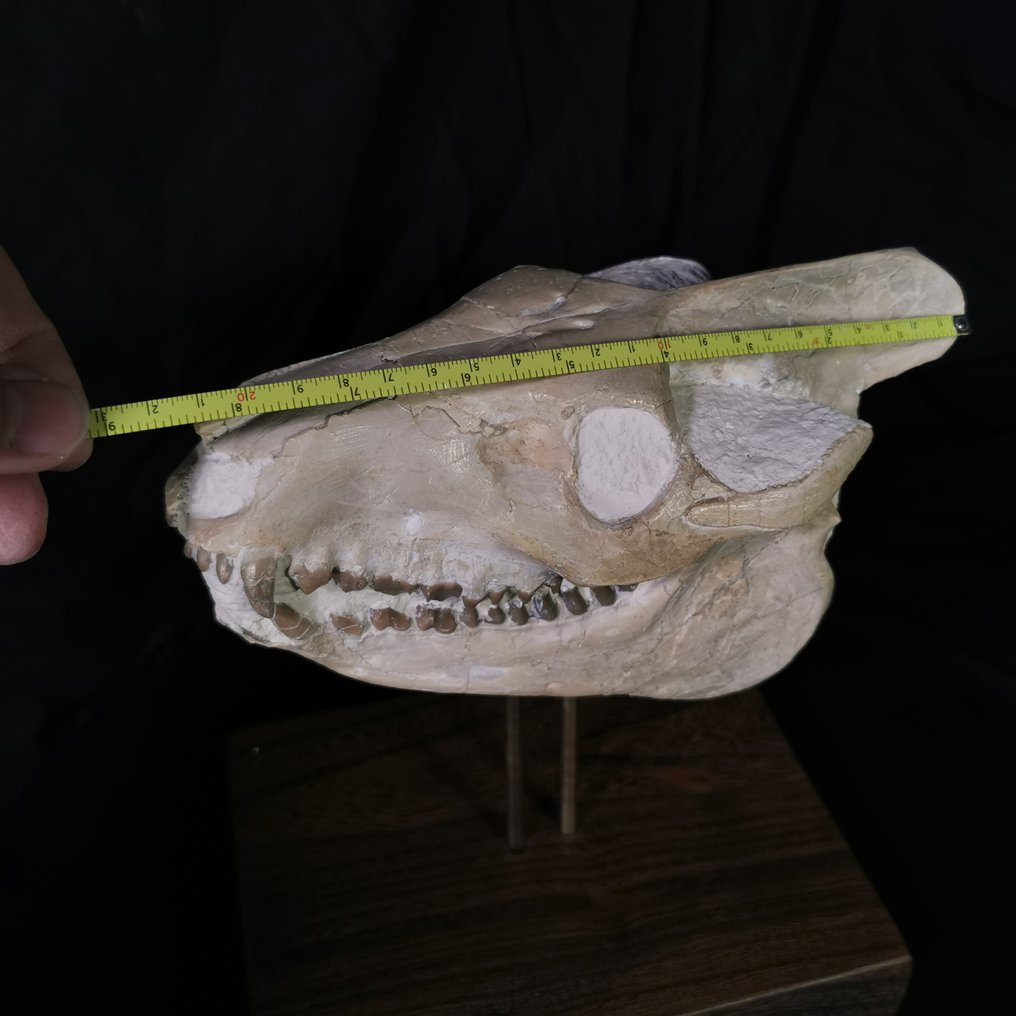 Czaszka Oreodont (Eporeodon) klasy muzealnej - Dakota Południowa, USA - 14×12×23 cm - Skamieniała czaszka #2.1