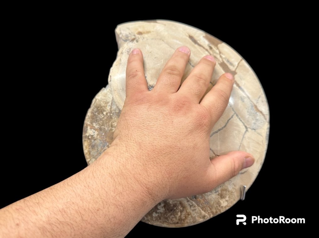 菊石亞綱 - 動物化石 - ammonite - 30 cm - 27.5 cm #3.2