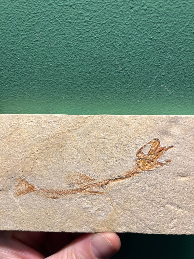 Fisk - Fossiliserat djur - Anguillavus quadripinnis - 15 cm - 7 cm #2.1
