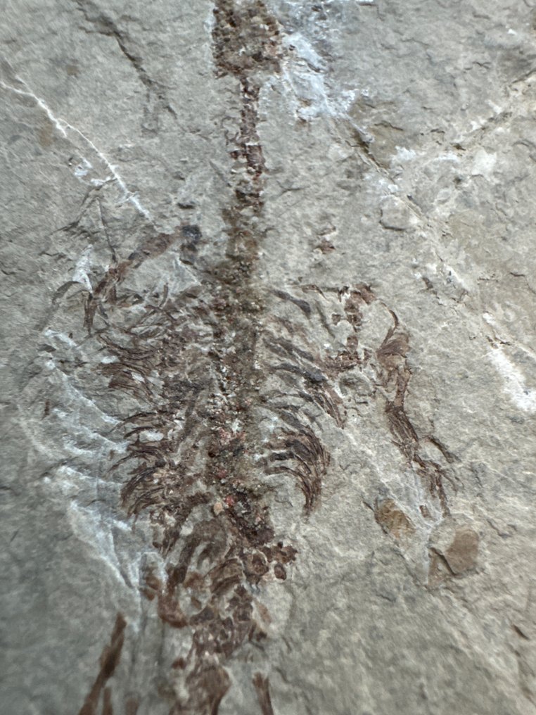 Reptiel - Gefossiliseerd dier - Une paire de Hyphalosaurus lingyuaneasis - 19.5 cm - 10.5 cm #3.1