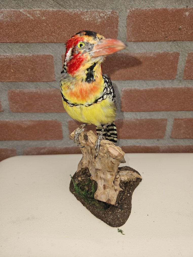 Red and yellow Barbet - Taxidermy full body mount - Trachyphonus erythrocephalus - 21 cm - 11 cm - 11 cm - Non-CITES species #2.1