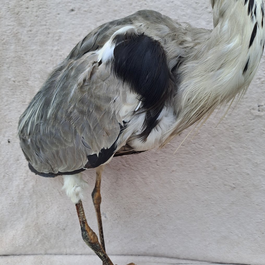 Grey Heron - Utstopping av kropp i naturlig størrelse - Ardea cinerea - 74 cm - 60 cm - 26 cm - EU Annex I #2.1