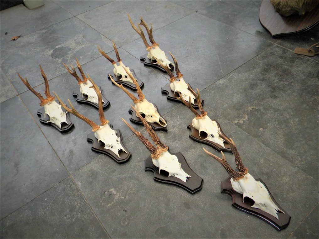 crânes de chevreuils Support de corps entier pour taxidermie - Capreolus capreolus - 20 cm - 24 cm - 12 cm - schedels niet beschermd - 10 #1.2