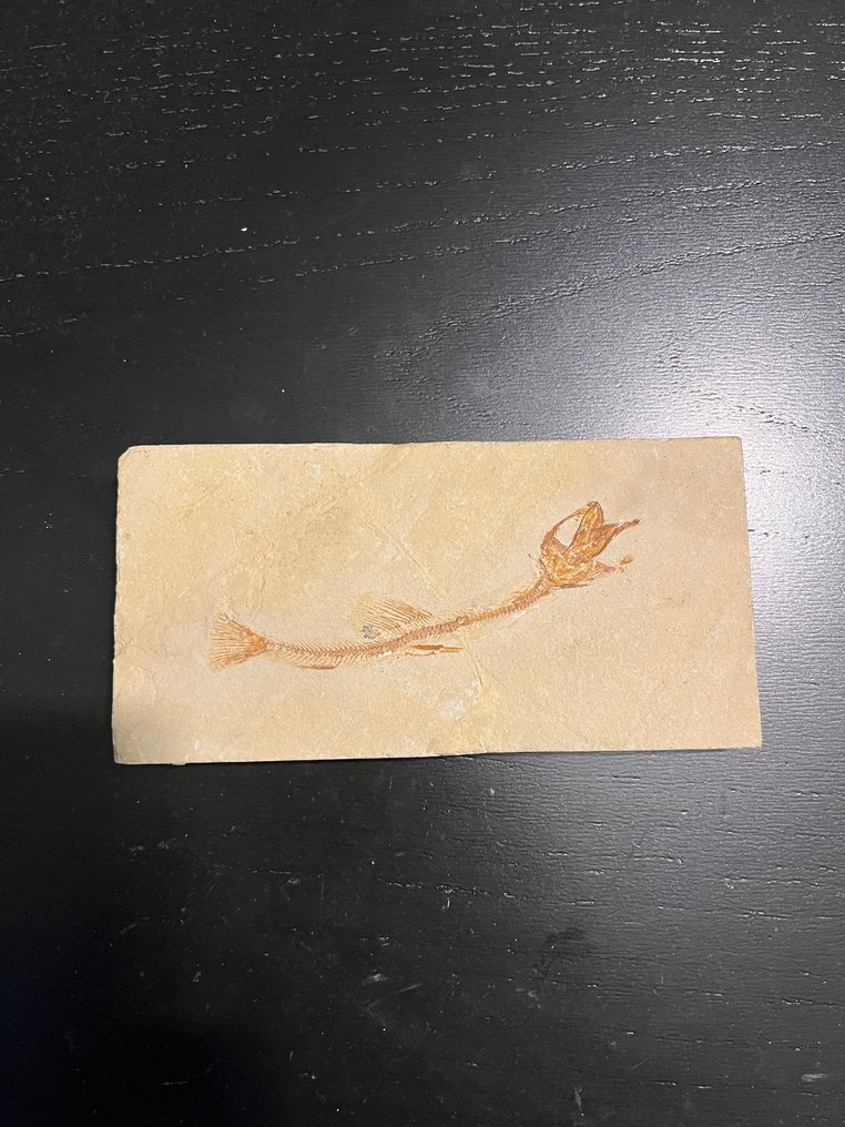 鱼 - 动物化石 - Anguillavus quadripinnis - 15 cm - 7 cm #1.1