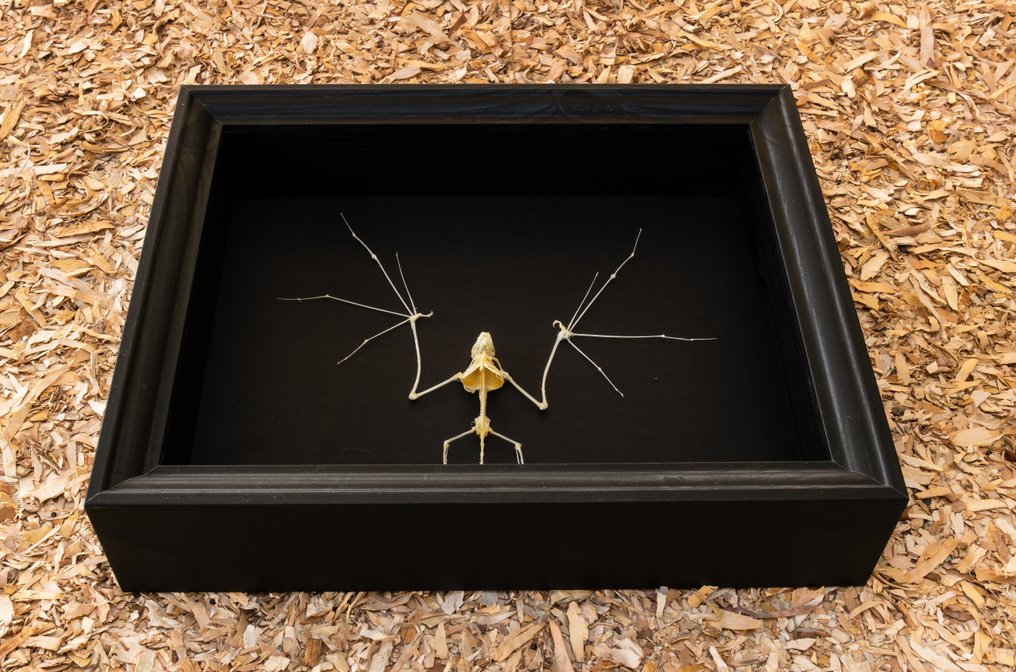 scheletro di pipistrello Allestimento tassidermico a corpo intero - Otomos formosus - 23.5 cm - 28.5 cm - 6 cm - Specie non CITES #3.2