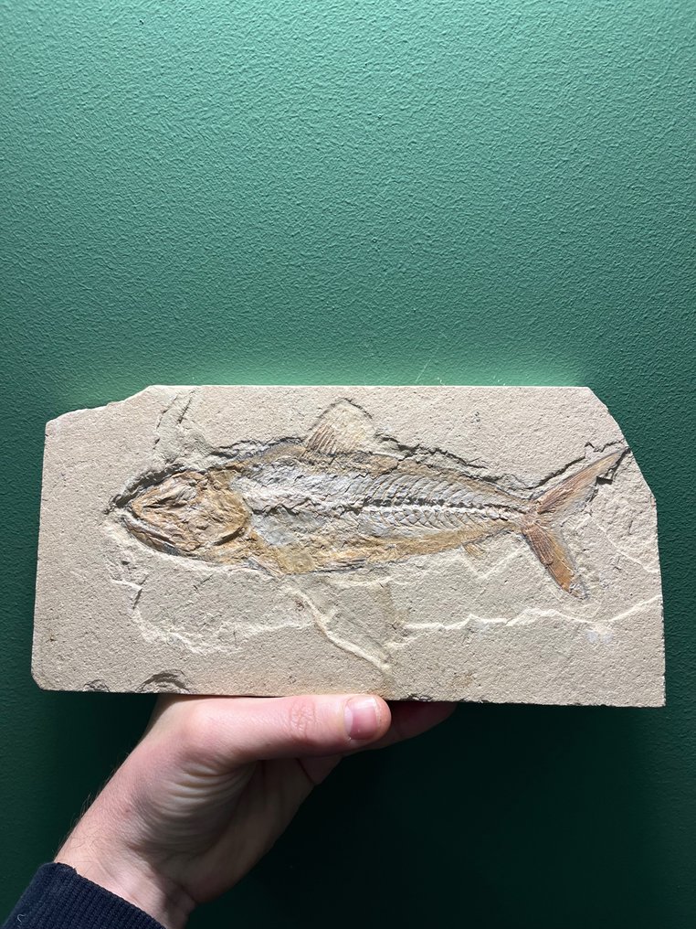 Fish - Fossile dyr - Osmeroides - Sardinioides - 25 cm - 12 cm #1.2