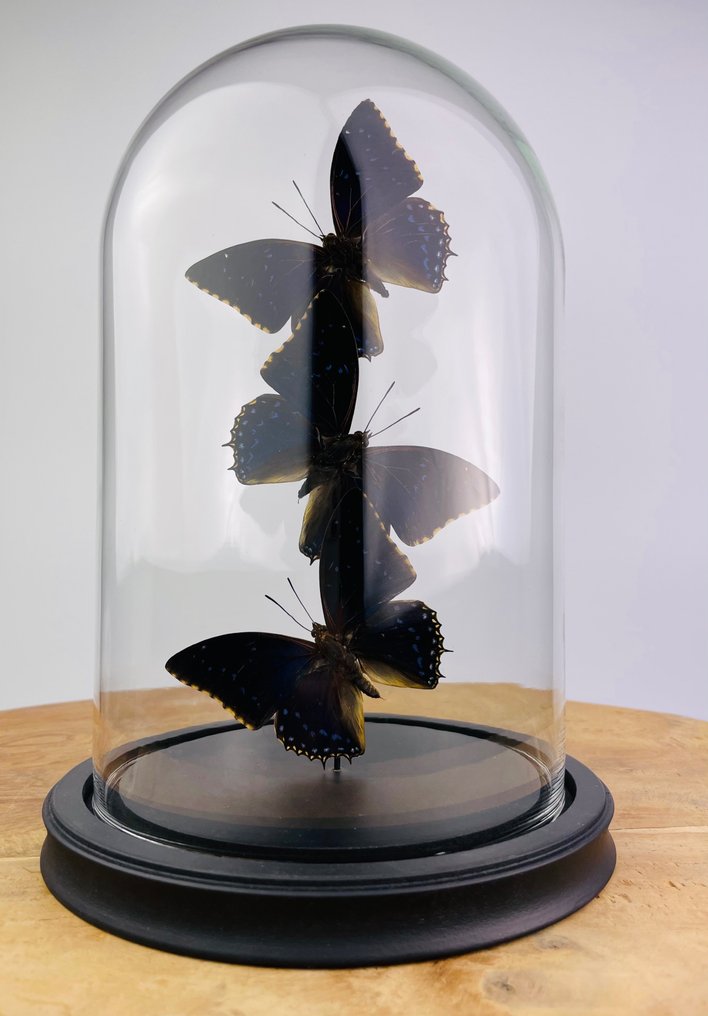 Butterfly Taxidermy full body mount - Charaxes tiridates - 25 cm - 17 cm - 17 cm - Non-CITES species - 1 #1.1