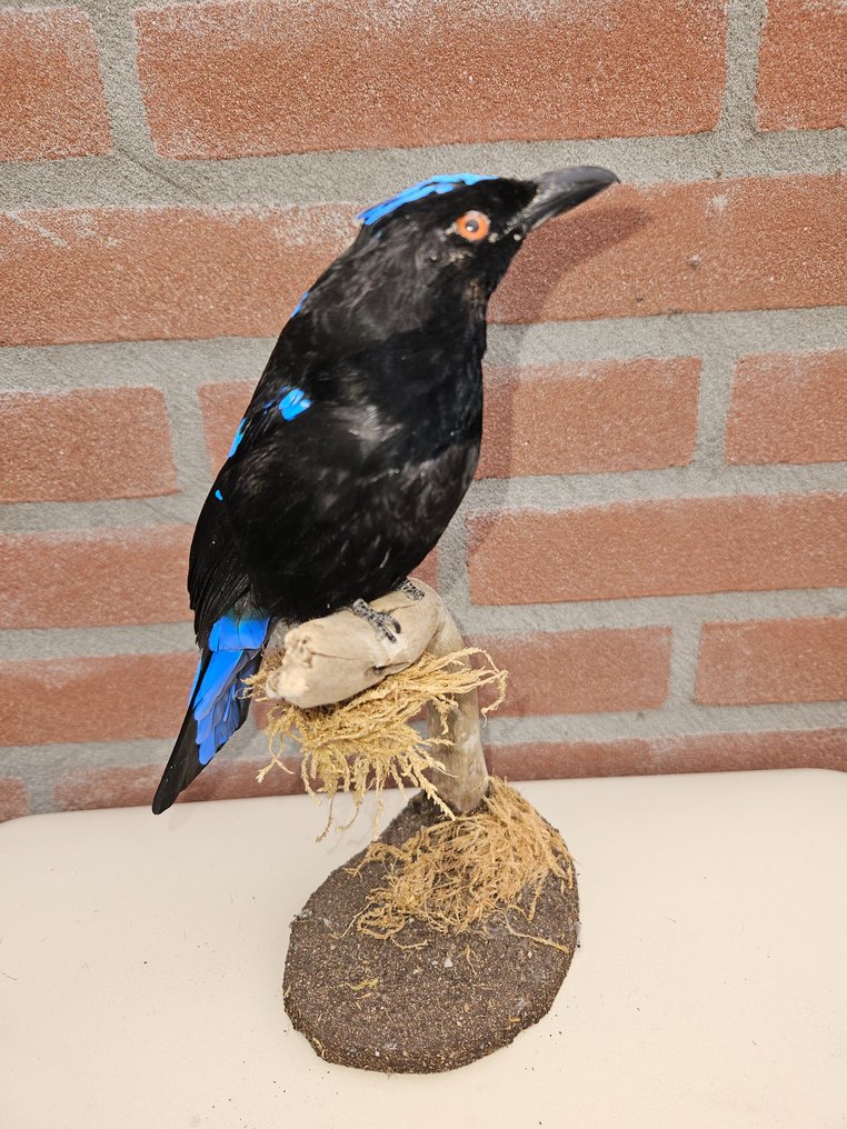 Uccellino azzurro della fata filippina - Allestimento tassidermico a corpo intero - Irena cyanogastra - 25 cm - 12.5 cm - 15 cm - Specie non CITES #2.1