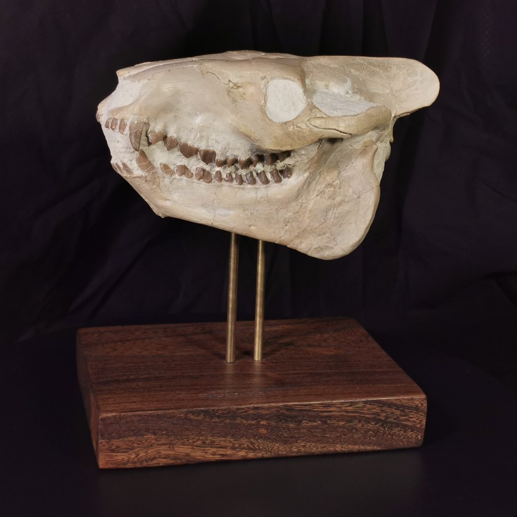 Czaszka Oreodont (Eporeodon) klasy muzealnej - Dakota Południowa, USA - 14×12×23 cm - Skamieniała czaszka #1.2