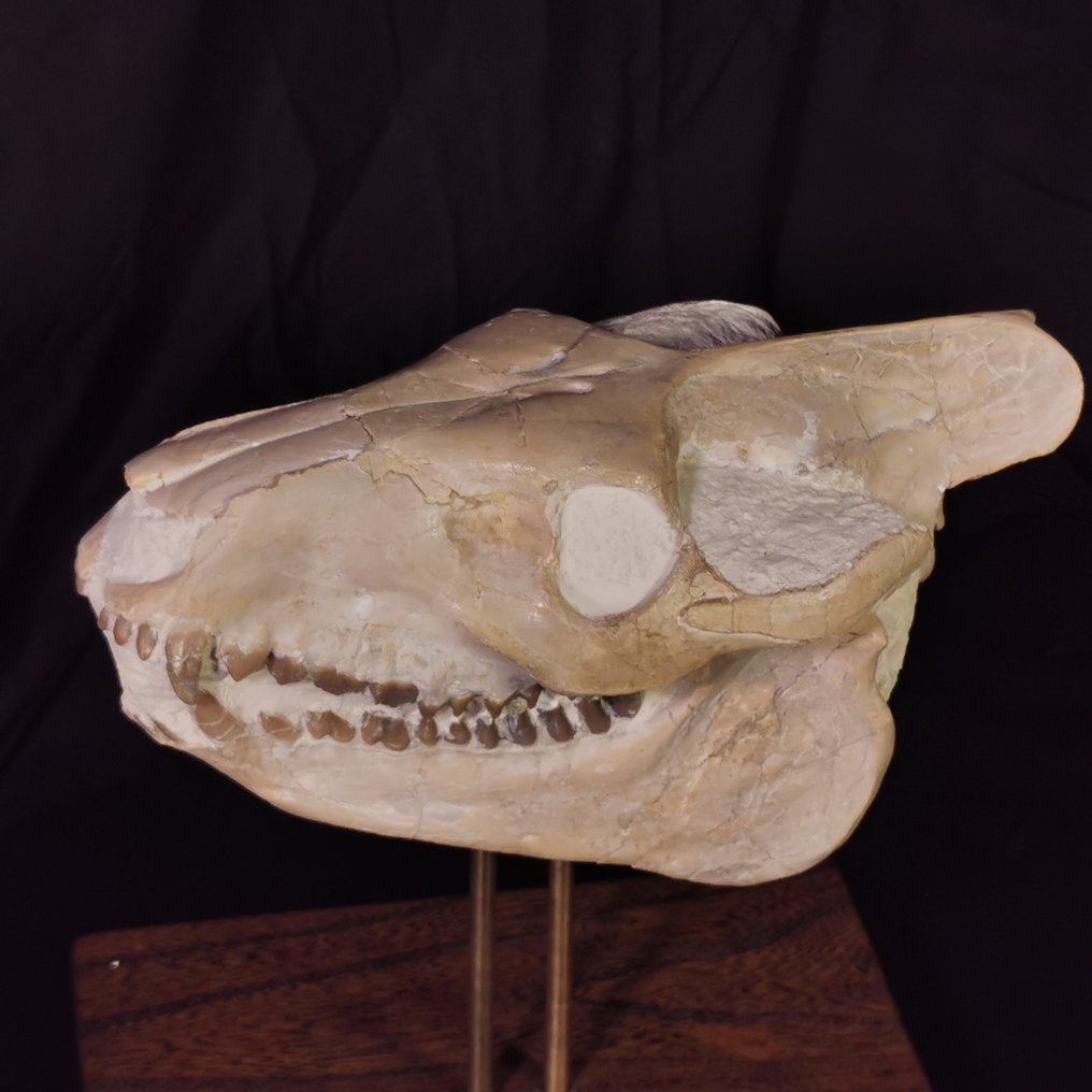 Czaszka Oreodont (Eporeodon) klasy muzealnej - Dakota Południowa, USA - 14×12×23 cm - Skamieniała czaszka #1.1