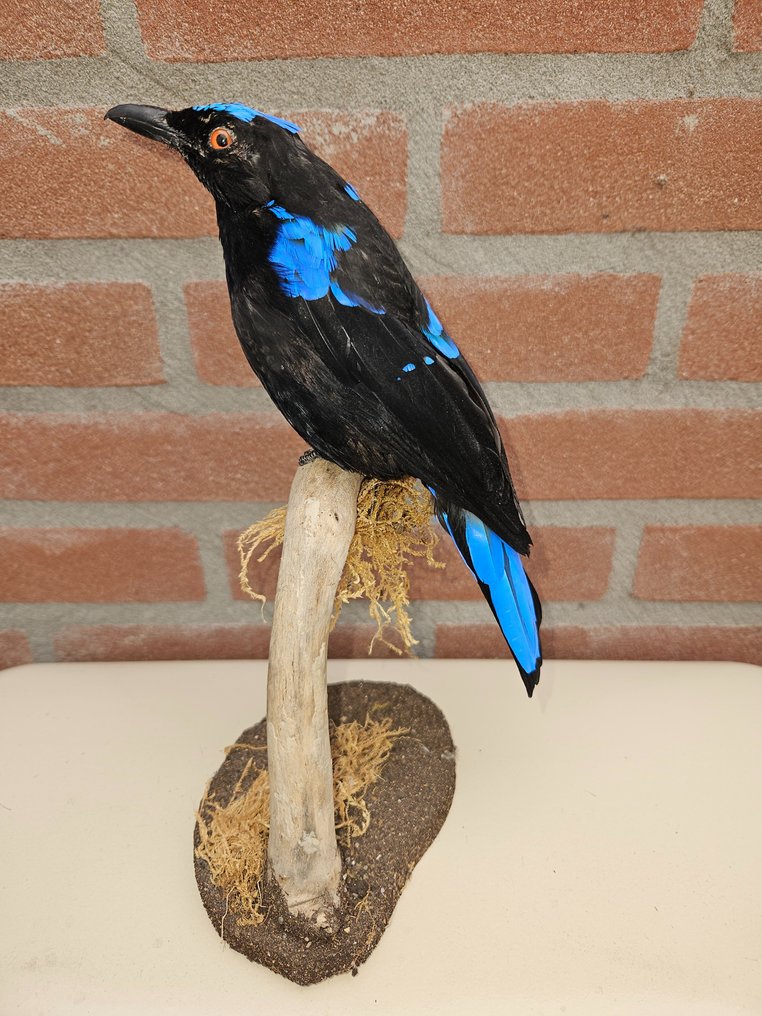 菲律宾仙蓝知更鸟 - 动物标本剥制全身支架 - Irena cyanogastra - 25 cm - 12.5 cm - 15 cm - 非《濒危物种公约》物种 #1.1