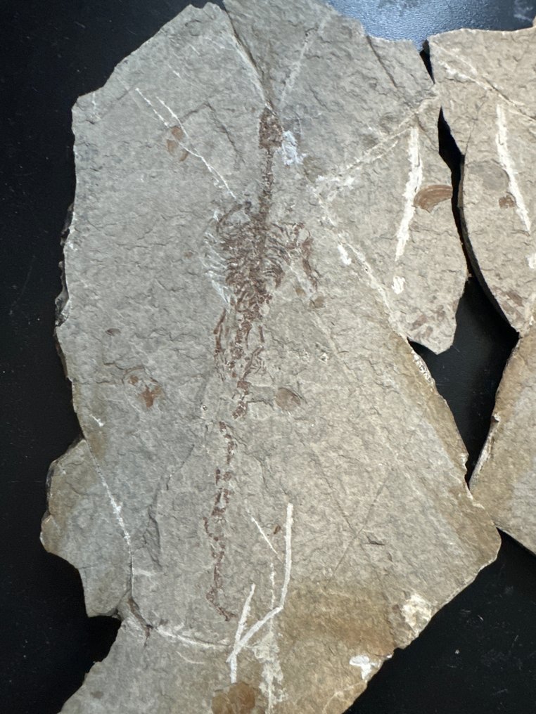 Matelija - Kivettynyt eläin - Une paire de Hyphalosaurus lingyuaneasis - 19.5 cm - 10.5 cm #2.1