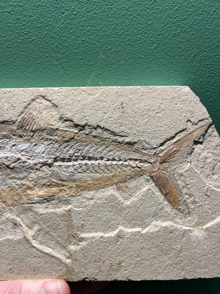 Peixe - Animal fossilizado - Osmeroides - Sardinioides - 25 cm - 12 cm #2.1