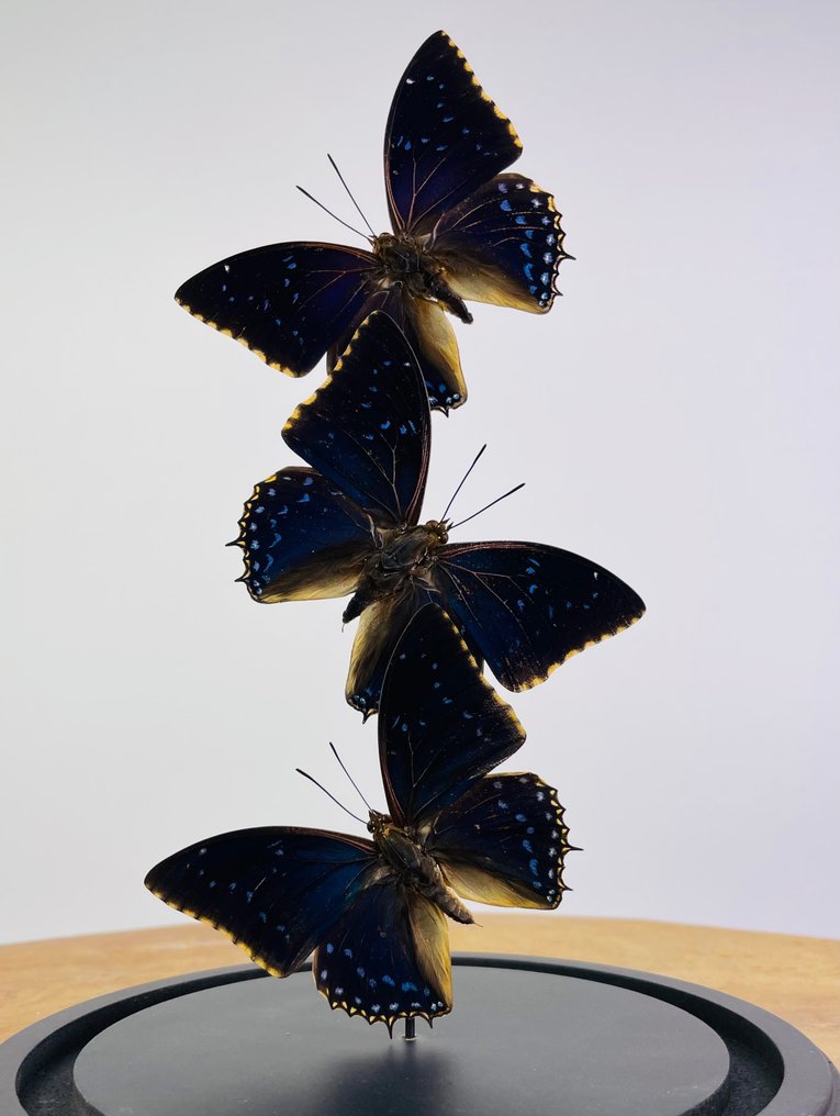 Butterfly Taxidermy full body mount - Charaxes tiridates - 25 cm - 17 cm - 17 cm - Non-CITES species - 1 #1.2