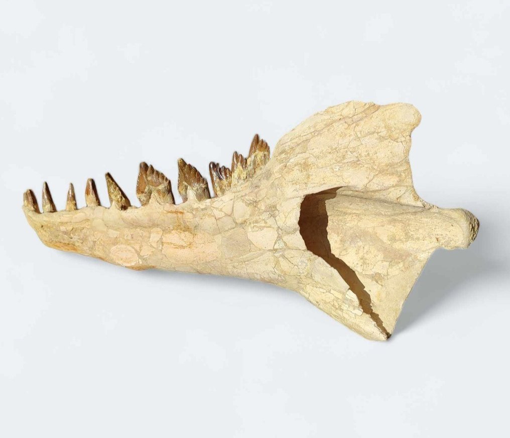 Fossil mandibel-bein - Basilosaurus - 112 cm #2.2