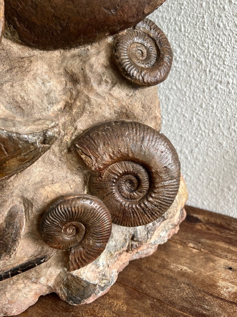 Ammonite - Fossilt skjelett - Zeer groot cluster ammonieten #1.2