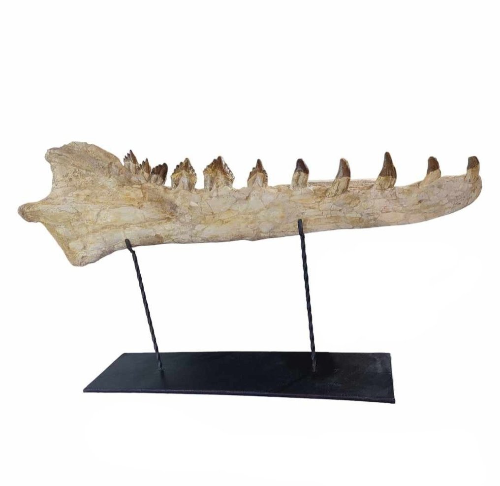 下顎骨化石 - Basilosaurus - 112 cm #2.1