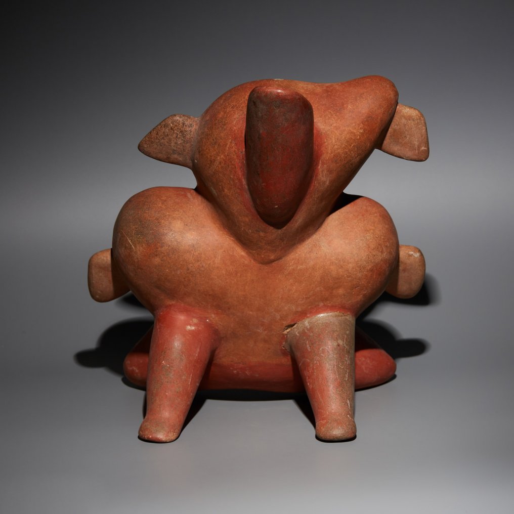Jalisco, Western Mexico Terracotta Canid-shaped lounger. 600 AD. 28 cm H. TL Test and Spanish Import License. #2.1