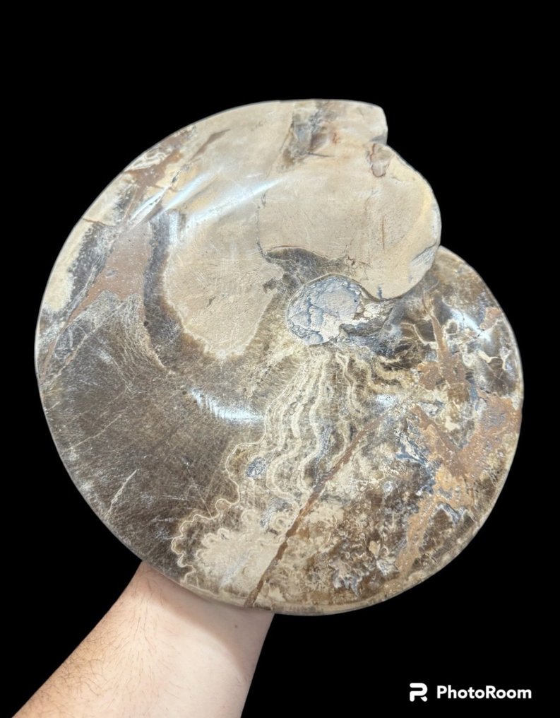 菊石亞綱 - 動物化石 - ammonite - 30 cm - 27.5 cm #3.1