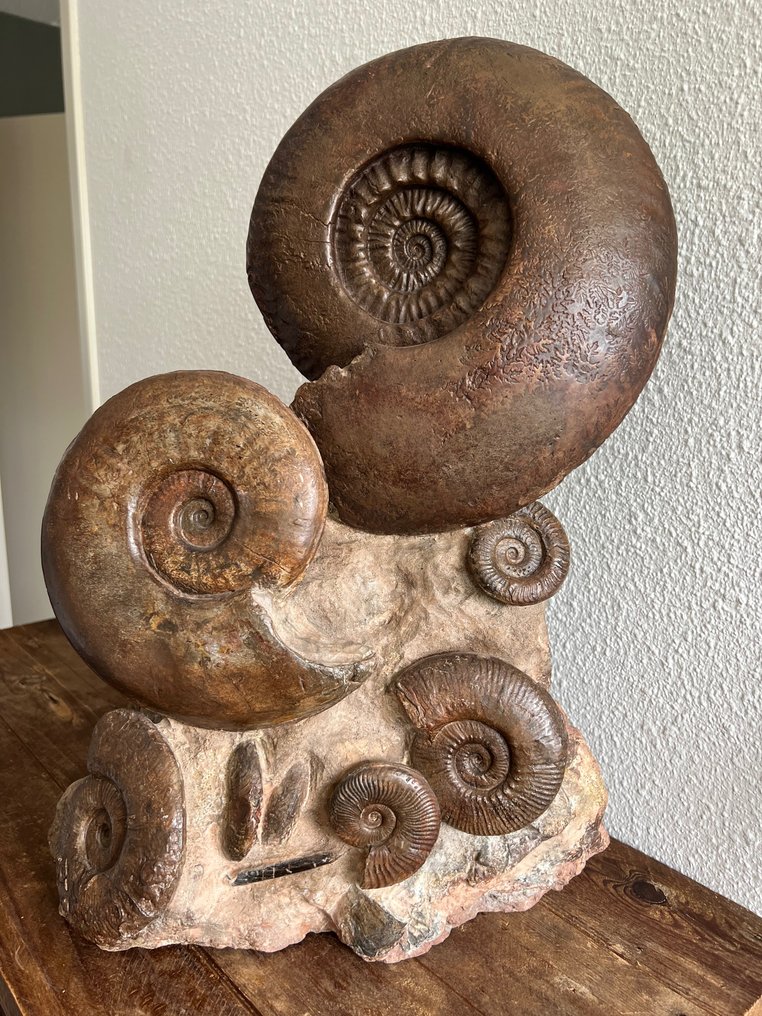 Ammonite - Scheletro fossile - Zeer groot cluster ammonieten #1.1