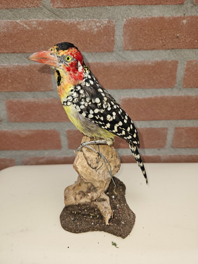 Red and yellow Barbet - Taxidermy full body mount - Trachyphonus erythrocephalus - 21 cm - 11 cm - 11 cm - Non-CITES species #1.1