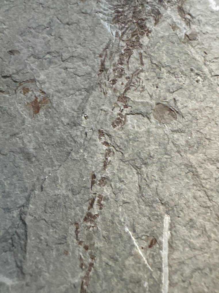 Gad - Skamieniałe zwierzę - Une paire de Hyphalosaurus lingyuaneasis - 19.5 cm - 10.5 cm #3.2