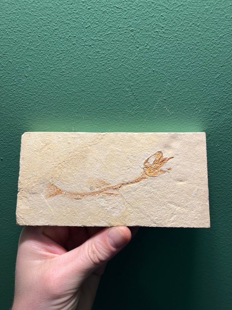 Fish - Fossilised animal - Anguillavus quadripinnis - 15 cm - 7 cm #1.2